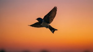 Sunset Flight Twitter Bird