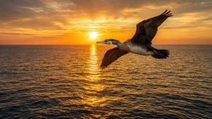 Sunset Glide