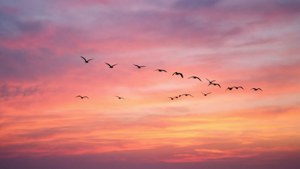 Sunset Gradient Joy