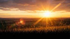 Sunset Grass Border