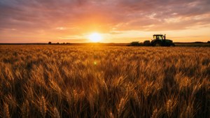 Sunset Harvest