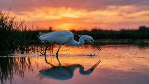 Sunset Hunter Egret