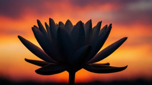 Sunset Lily Graphic