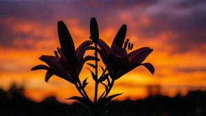 Sunset Lily Silhouette