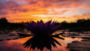 Sunset Lily Silhouette