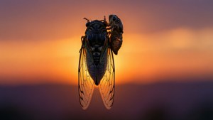 Sunset Molt