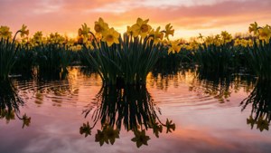 Sunset Narcissus Reflection