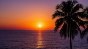 Sunset Palm Shadows