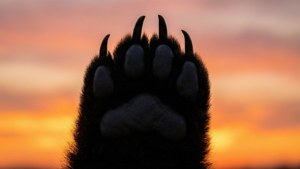 Sunset Paw Silhouette