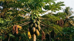 Sunset Pawpaw Tree Serenity