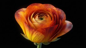 Sunset Rolled Flower