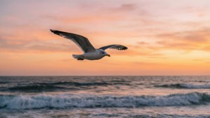 Sunset Seagull Soaring