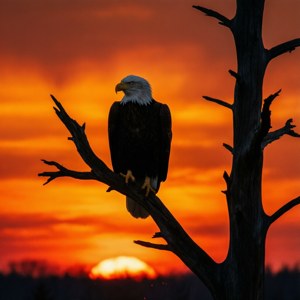 Sunset Sentinel