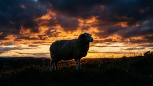 Sunset Silhouette