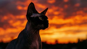 Sunset Silhouette