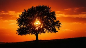 Sunset Silhouette