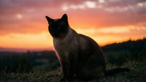 Sunset Silhouette