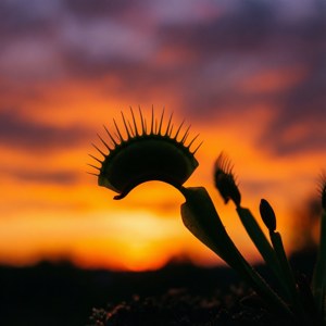 Sunset Silhouette