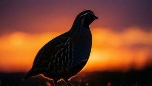 Sunset Silhouette