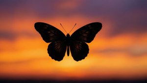 Sunset Silhouette
