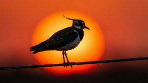Sunset Silhouette