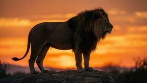 Sunset Silhouette