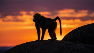 Sunset Silhouette