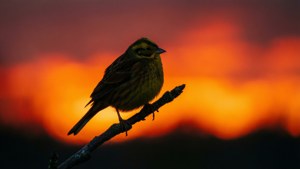 Sunset Silhouette
