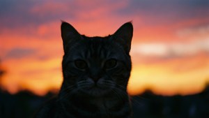 Sunset Silhouette