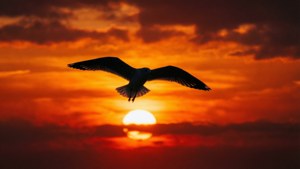 Sunset Silhouette