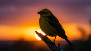 Sunset Silhouette