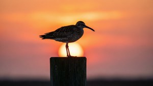 Sunset Silhouette