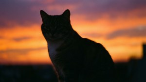 Sunset Silhouette