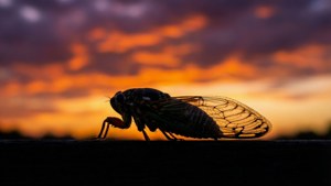 Sunset Silhouette