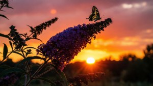Sunset Silhouette Butterfly Bush