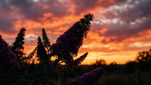 Sunset Silhouette Butterfly Bush