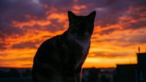 Sunset Silhouette