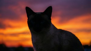 Sunset Silhouette