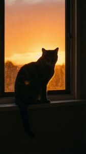 Sunset Silhouette Cat