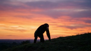 Sunset Silhouette Chimpanzee