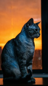 Sunset Silhouette