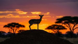 Sunset Silhouette Dik-dik