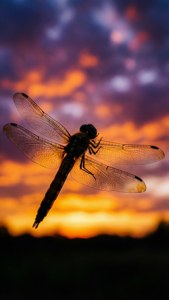 Sunset Silhouette Dragonfly