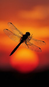 Sunset Silhouette Dragonfly