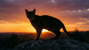 Sunset Silhouette