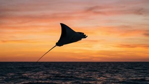 Sunset Silhouette