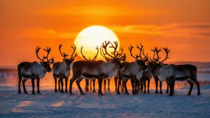 Sunset Silhouette Herd