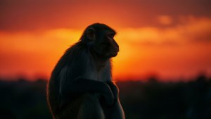 Sunset Silhouette Macaque