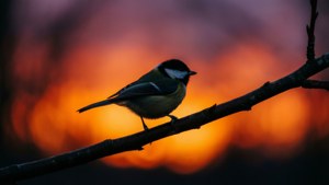 Sunset Silhouette Titmouse
