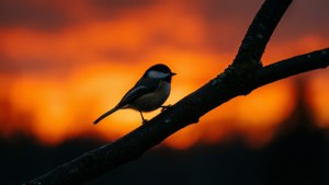 Sunset Silhouette Titmouse